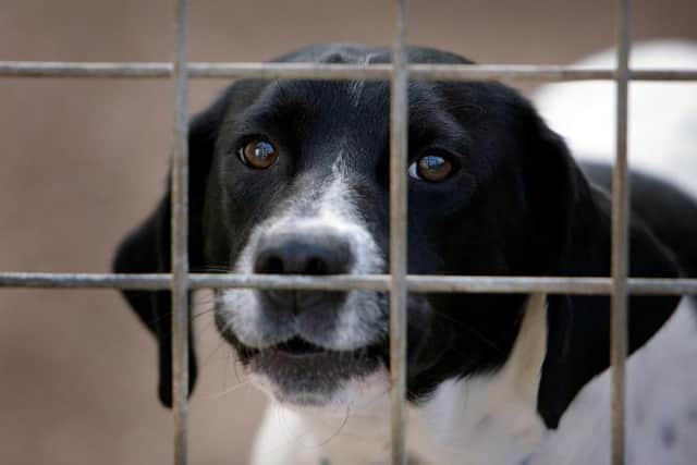 You can rescue a dog at any of these shelters in North Yorkshire. (Christopher Furlong / Getty Images)