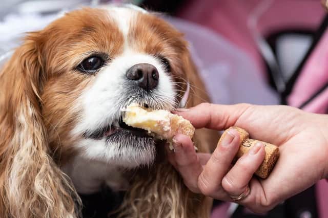 Dog being fed food. (Pic credit: Luke Dray / Getty Images)