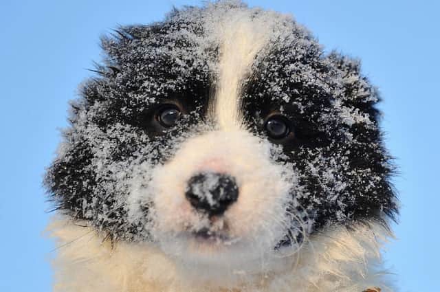 A Border Collie puppy. (Pic credit: Joe Klamar / AFP via Getty Images