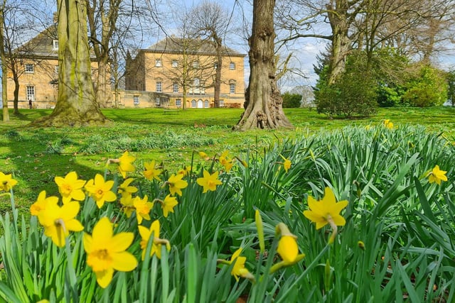 Daffodils at Nostell Priory