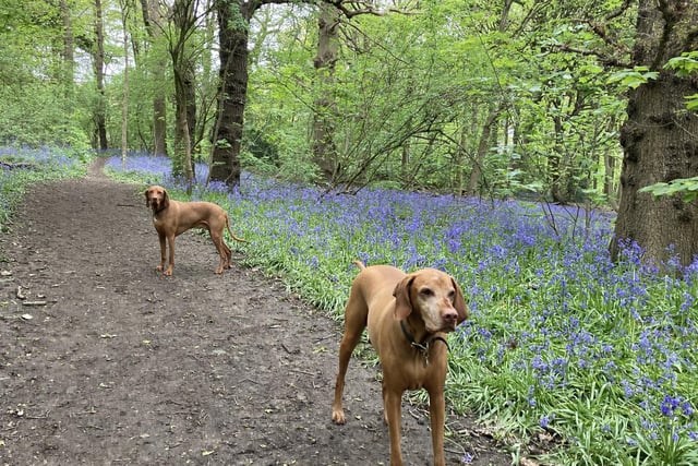The dogs admiring the surrounding bluebells in the woods around Normanton Golf Course