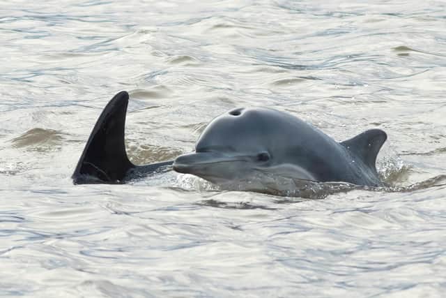 The dolphins were spotted in Goole three times in one week