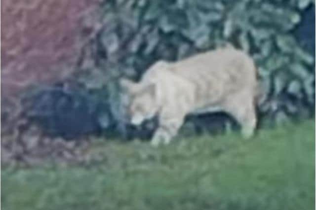 The 'big cat' was spotted prowling for food at a Doncaster McDonald's branch. (Photo: Jon Middleton).