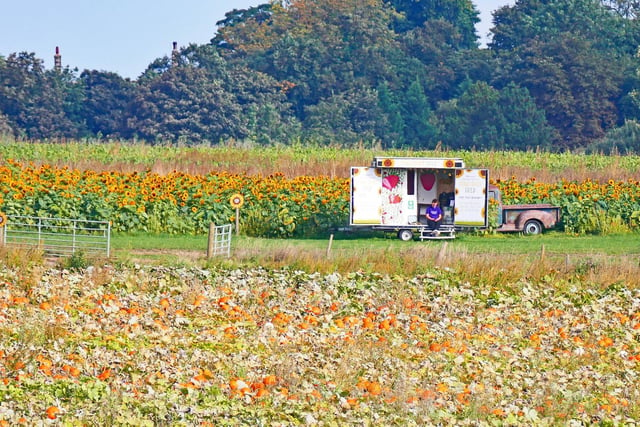 Pumpkin and sunflower fields at Farmer Copley's, Featherstone