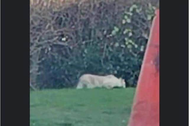 The feline was seen prowling outside a Yorkshire McDonald's