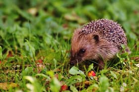 Rewilding your garden can attract animals and creatures of all sizes - even hedgehogs. (Pic credit: Garden Buildings Direct)