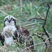 The sanctuary's osprey was the only bird that survived the cull. It is being closely monitored.