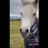 Leanne said she'd never seen her horse gallop so fast before [Image credit: @leannetyreman_guest via TikTok]