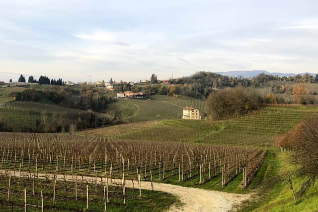 The vineyards of Valpolicella
