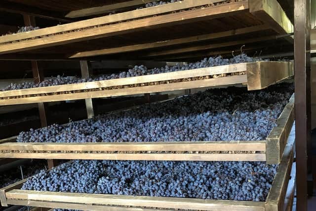 Grapes drying to make Amarone