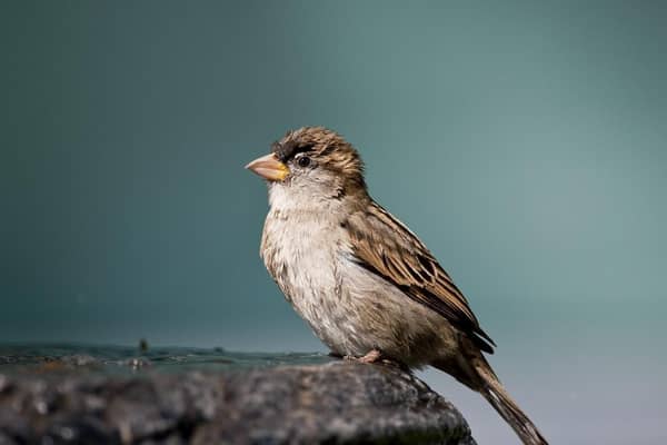 A house sparrow. (Pic credit: Ronaldo Schemidt / AFP via Getty Images)
