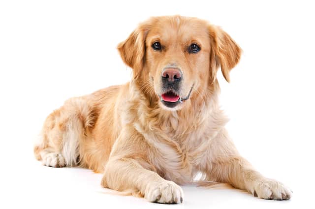 Pet illness can be worrying. Here are five things to look out for to keep your dog healthy and happy.