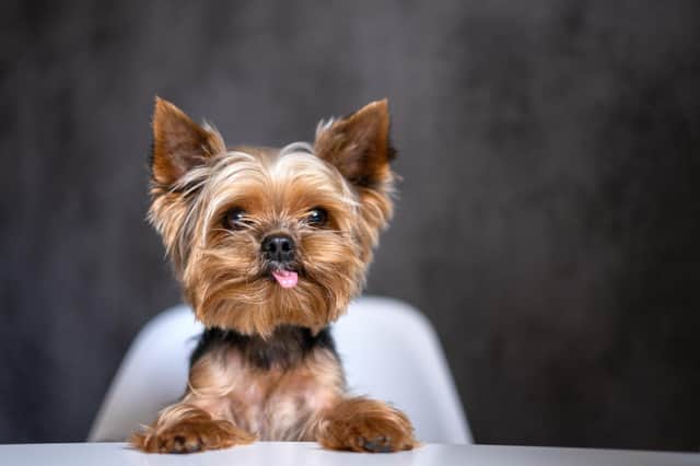The Yorkshire Terrier can be a fiesty one and has been known to be a match for many a postal worker.