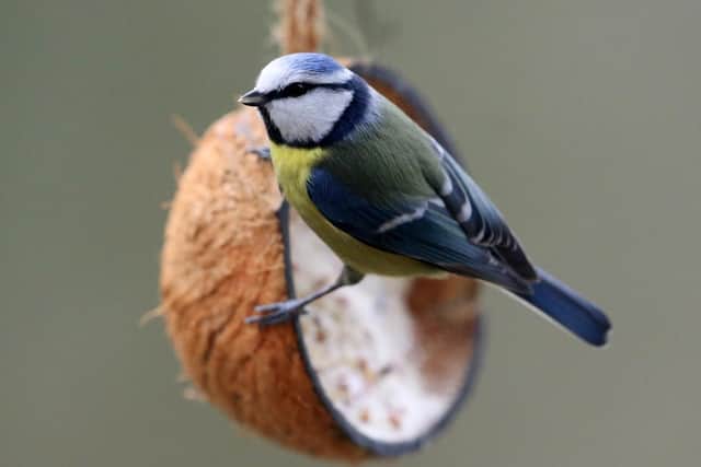 A blue tit sits on a coconut shell. (Pic credit: Roland Weihrauch / DPA / AFP via Getty Images)