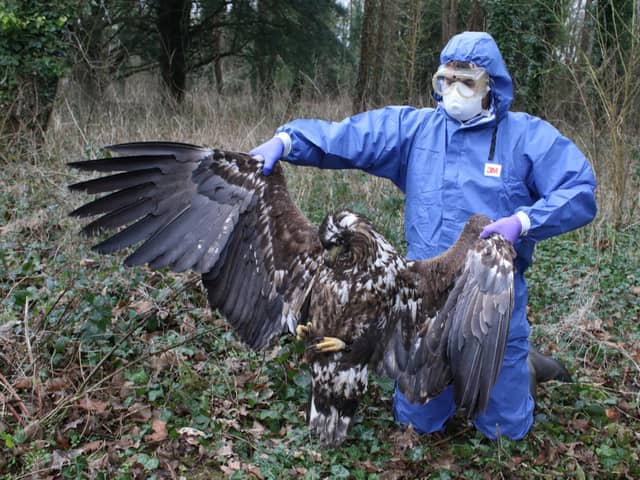 Police recovered the birds in late January