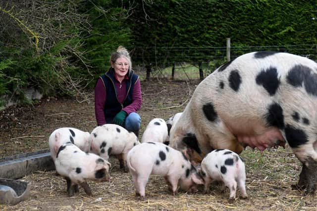She is passionate about Gloucester Old Spot pigs