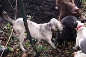 Inspectors found videos and photos of dogs engaged in hunting and fighting