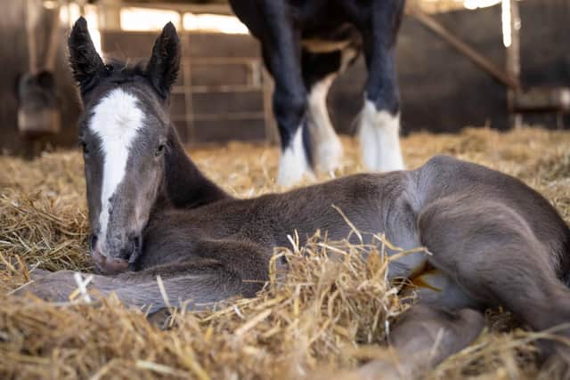 The new foal is yet to be named
