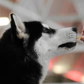 A woman feeds her dog a crisp. (Pic credit: Samuel Kubani / AFP via Getty Images)
