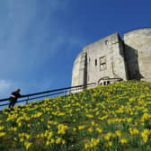 Daffodils in full bloom on the mount at Clifford's Tower in York. (Photo: Gerard Binks)