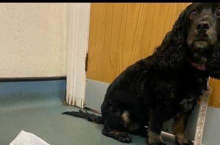 The dog was rushed to the vet after eating rat poison, according to her owner