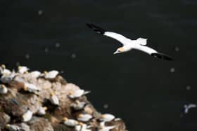 Gannets nesting on the cliffs at Bempton, a popular site for birdwatchers to visit.                           Picture: Jonathan Gawthorpe