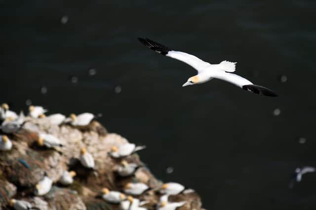 Gannets nesting on the cliffs at Bempton, a popular site for birdwatchers to visit.                           Picture: Jonathan Gawthorpe