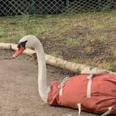 The injured swan was picked up by the RSPB [Image: Yorkshire Swan & Wildlife Rescue Hospital via Facebook]