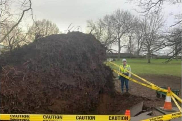 The huge fallen tree in Sandall Park is set to be turned into seats.