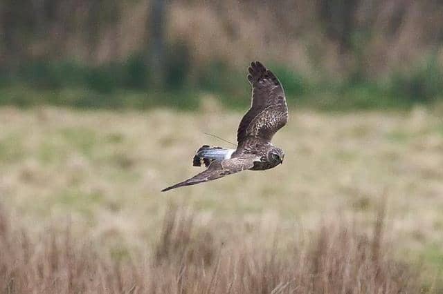 A hen harrier