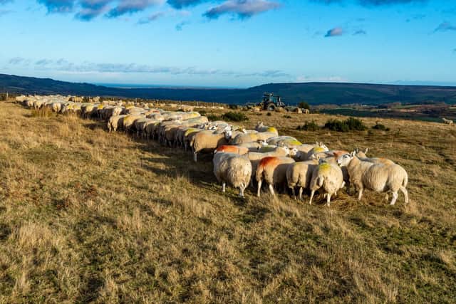 To what extent has farming been overlooked by the Levelling Up White Paper? Former Thirsk and Malton MP Anne McIntosh poses the question.
