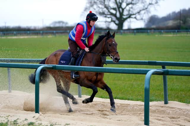 This was Shan blue on Dan Skelton's gallops ahead of the Ryanair Chase.