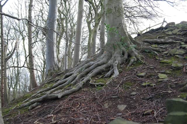 'Roots or fingers' taken in Red Beck Valley by Mike Halliwell.