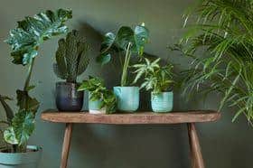 Houseplants like these from Dobbies are a must for feel-good factor