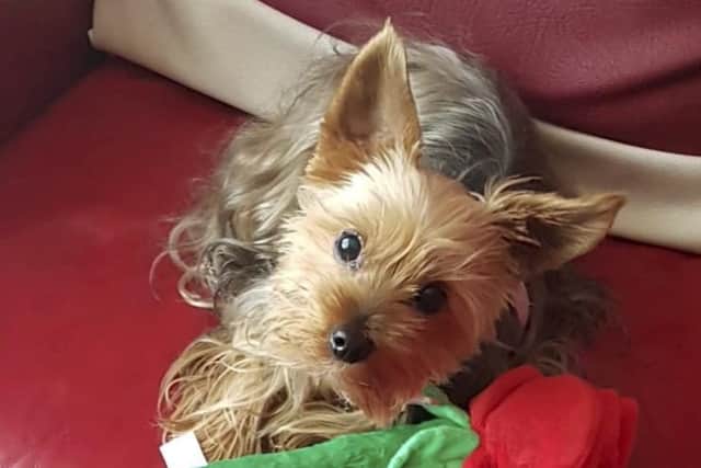 Eleven-year-old Yorkshire terrier Bella Boo