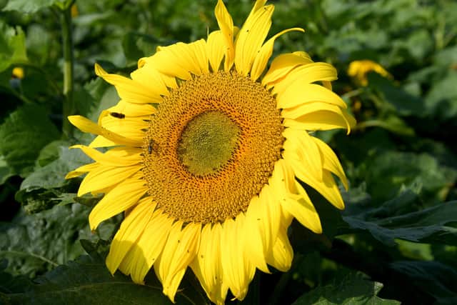 A reader wants sunflowers planted to show this country's solidarity with Ukraine.