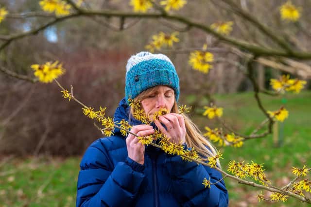 Pictured Faith, smelling the flowers on a witch hazel with in arboretum.