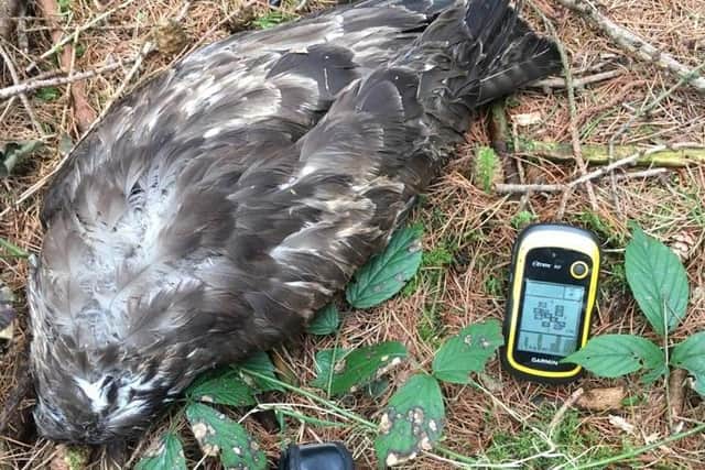The buzzard was found shot dead in Yorkshire woodland