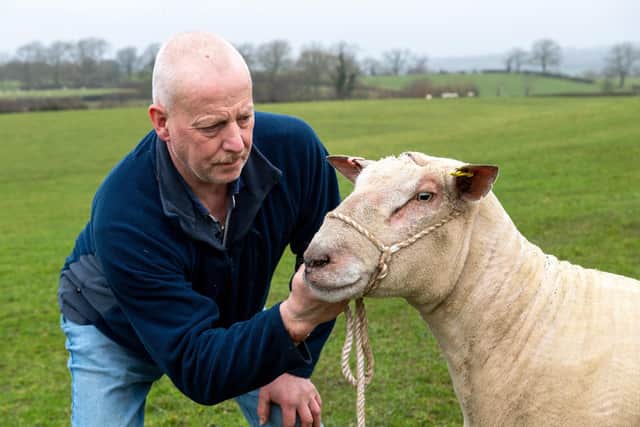 He is a renowned Charollais sheep breeder