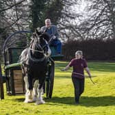 Farm park manager at Sledmere House Laura Clark leads Jim the shire horse pulling the horse-drawn horse ambulance. Picture Tony Johnson
