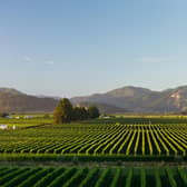 Marlborough vineyards
Picture:   NZW/Jessica Jones Photography