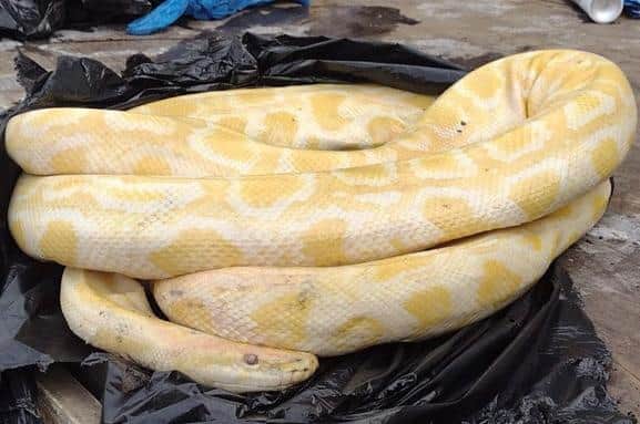 The snake was found among a number of bin bags