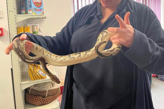 A four foot python was found in a Yorkshire garden