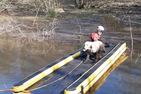 Penny the golden retriever being rescued by a member of the crew