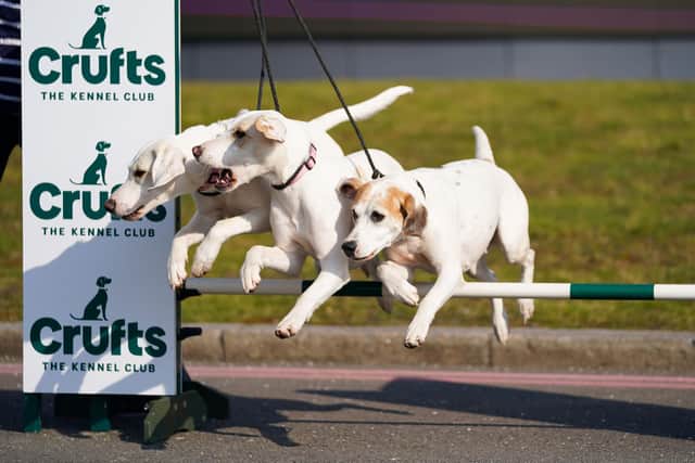 Harriers Frenzy, Fancy and Farthing jump over a obstacle at a photo call to launch this year's Crufts at The NEC, Birmingham.