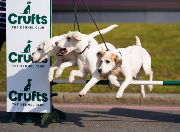 Harriers Frenzy, Fancy and Farthing jump over a obstacle at a photo call to launch this year's Crufts at The NEC, Birmingham.