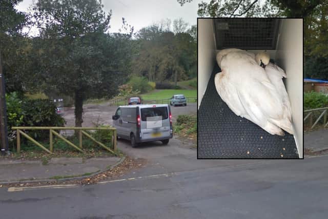The swan was hit at the Mere Cafe, at the Mere in Scarborough