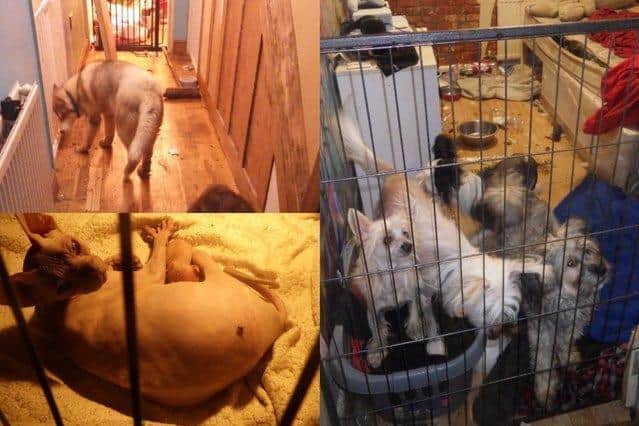 A Rotherham woman was unable to look after her eight dogs and nine cats after receiving cosmetic surgery