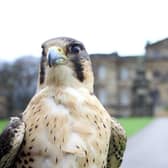 A falcon pictured in front of the house at Duncombe Park.
