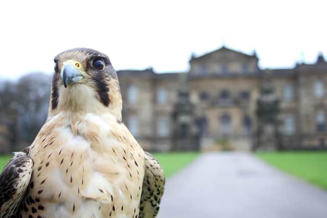 A falcon pictured in front of the house at Duncombe Park.
